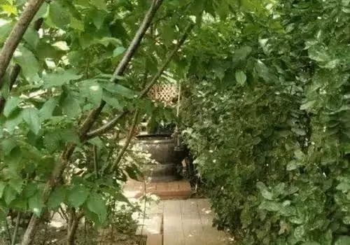 楊冪現實中的家,豪宅騰地給爸爸種菜,不僅人長得美還很孝順