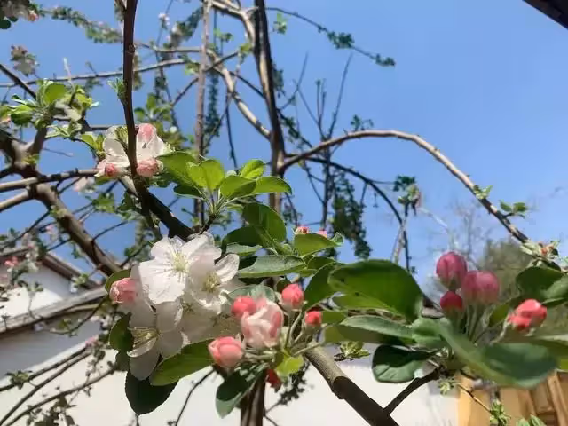 我生的是女兒，弟弟希望我幫侄子買婚房，媳婦隨時和我離婚
