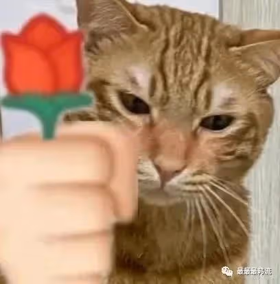 真CP就是了不起!