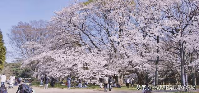 高倉健「最後的情人」到底長什麼樣?為啥把高倉健吃得死死的?