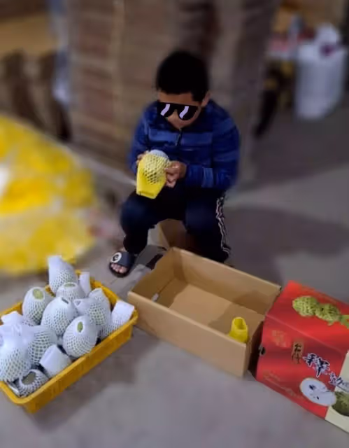 我不能倒下!爸爸撐病體「種釋迦撐六口生計」每天和時間賽跑 「10歲兒包裝出貨」想替爸爸一起分擔