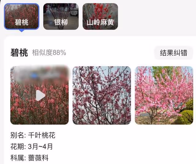 66歲呂良偉與嬌妻慶元宵，豪宅內景堪比花園，客廳養桃樹掛滿紅包