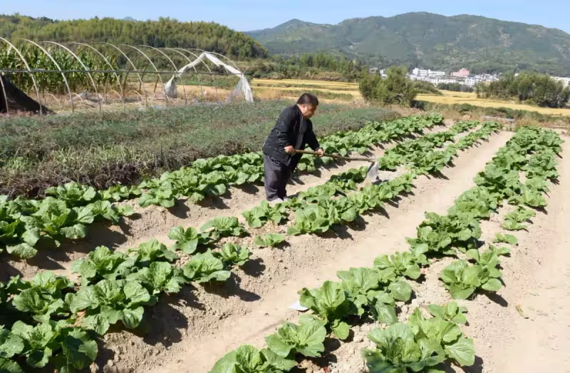 小身材撐起一個家!身高1.2M哥哥「養3000隻鴨」為2弟弟蓋樓娶妻 「做兄弟不分家」被讚爆:好大哥
