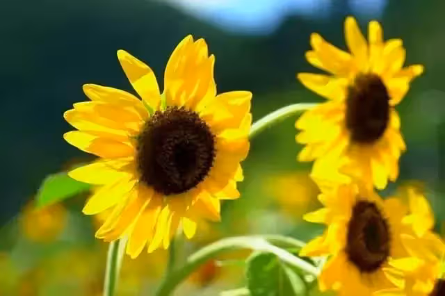一位38歲大齡剩女的尷尬處境:給侄子2000壓歲錢,結果卻被諷刺了