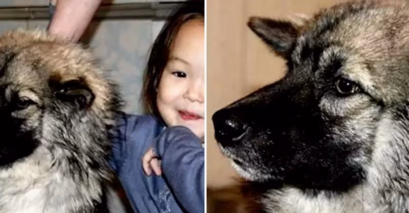 4歲女孩想念父親，帶忠犬離家出走 11天後狗狗獨自回家