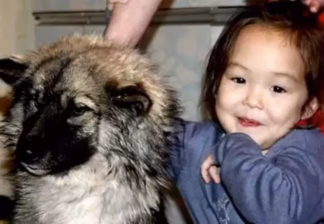 4歲女孩想念父親,帶忠犬離家出走 11天後狗狗獨自回家