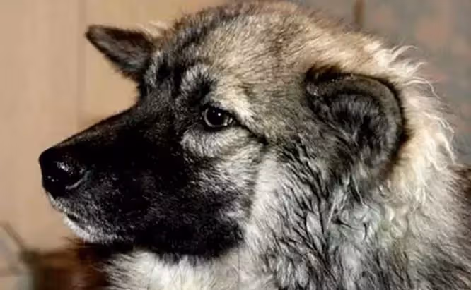 4歲女孩想念父親,帶忠犬離家出走 11天後狗狗獨自回家