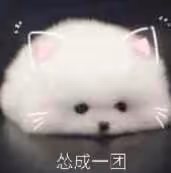 大眼男星和老婆浪花姐的瓜!