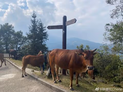 61歲鍾楚紅近照曝光！打扮樸素低調熱愛運動 丈夫病逝後孤身一人旅遊散心