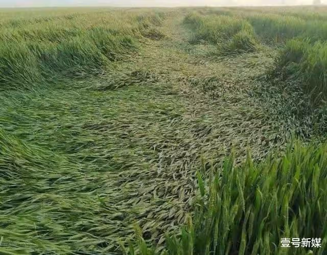 行行出狀元,河南小伙靠吹牛漲粉70萬?被粉絲稱為麥田教父