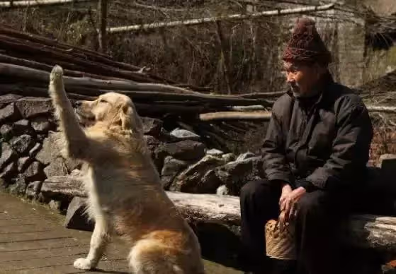 老人無人養老送終,淪落街頭住狗窩,老狗每日帶其去乞討