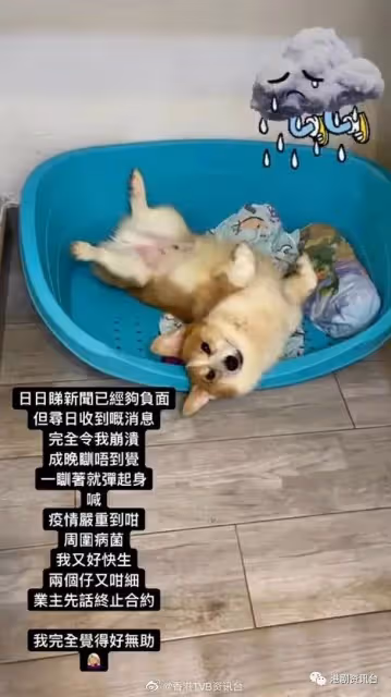 張致恆老婆自爆被業主終止合約!朱晨麗做瑜伽終於敢露腰