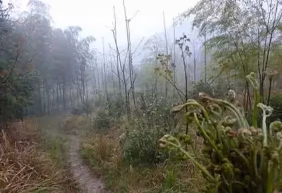 姑娘救了位男孩,多年後男子上門要娶她,婚後才知道丈夫真面目