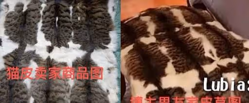 網紅被質疑用貓皮毯子，想靠拉黑刪除解決事情，翻車後下架視頻