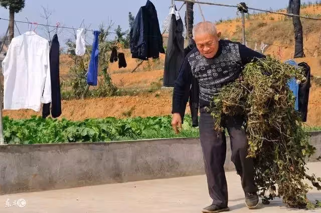 村頭女娃無人問,老頭抱回家卻被兒媳趕出,二十年後兒媳跪下喊爹