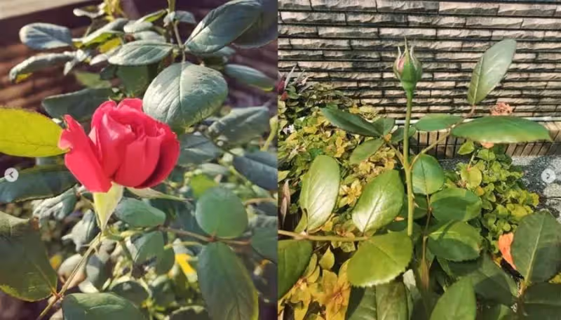蔡依林歸隱田園,超狂豪宅曝光「天臺變私家菜園」自己種菜吃,內部花園美如畫,超愜意近況讓人好羨慕