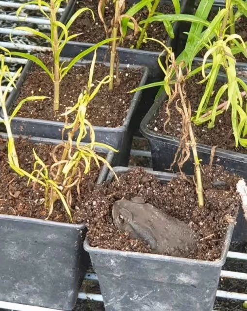 49歲女星沒工作回家干農活,戴草帽除草喂雞,表情冷漠自嘲像農夫