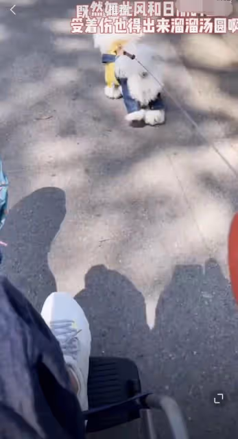 49歲孫悅不顧疫情上海街頭遛狗，坐輪椅行動不便，嫁富商豪宅曝光