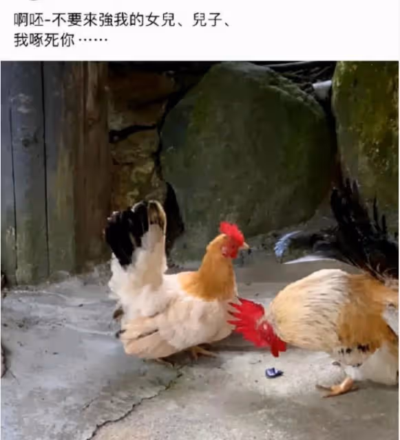 S媽接受韓國女婿了:s媽說他講義氣,男方點贊小S的性感照片