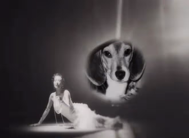 大S做過最酷的事不是閃婚,而是…養了一隻比格犬!
