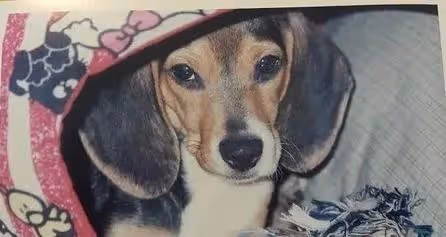 大S做過最酷的事不是閃婚,而是…養了一隻比格犬!
