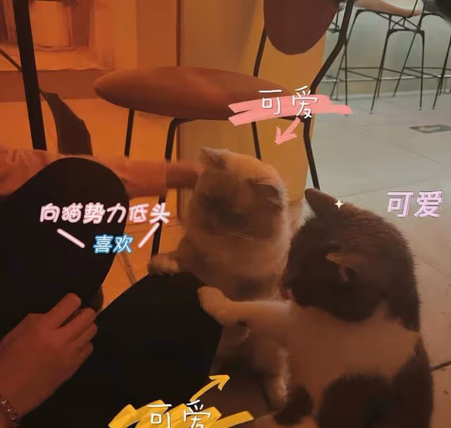 央視美女馬凡舒曬生活照，穿瑜伽褲秀大長腿，馬甲線明顯惹人羨慕