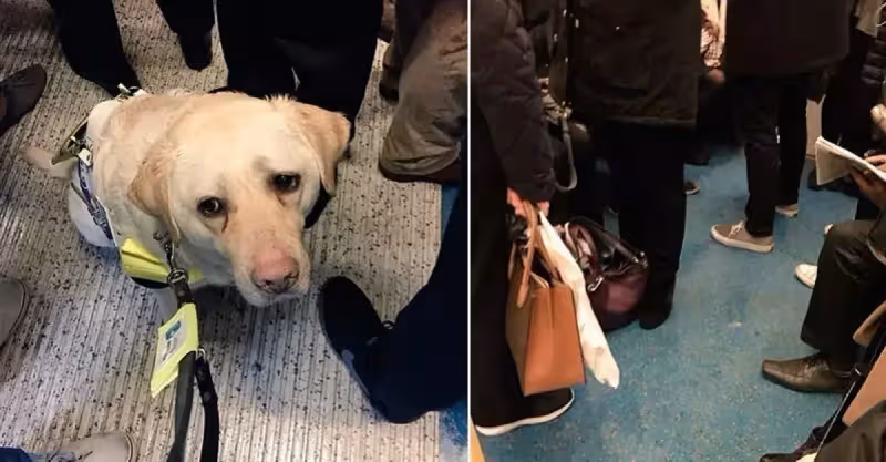 「愛心車廂」沒人要讓位！導盲犬「不小心滑倒」無助看主人：對不起我找不到....