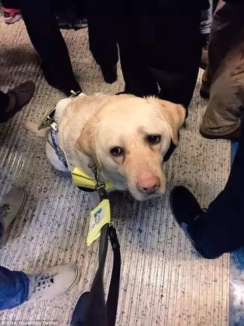 「愛心車廂」沒人要讓位！導盲犬「不小心滑倒」無助看主人：對不起我找不到....
