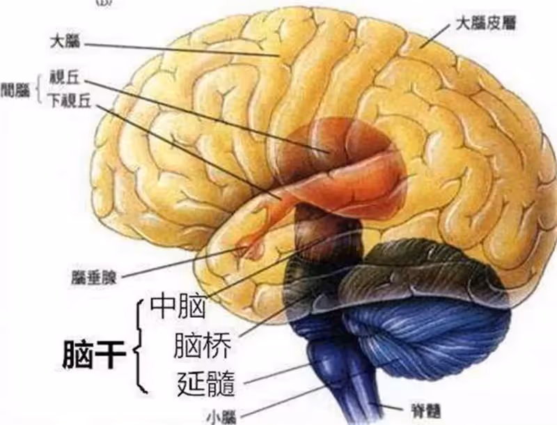 女醫博士30歲懷孕時癱瘓在床,生子後慘遭丈夫離婚,6年後逆風翻盤