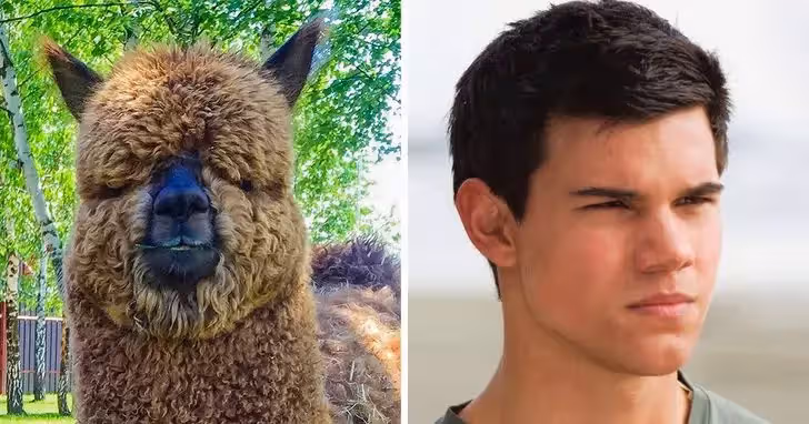 喵界李榮浩太鬧！22張「神撞臉名人的爆笑動物」對比照　一看「豆豆先生VS大眼貓頭鷹」像到分不出