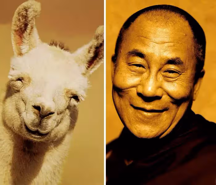喵界李榮浩太鬧！22張「神撞臉名人的爆笑動物」對比照　一看「豆豆先生VS大眼貓頭鷹」像到分不出