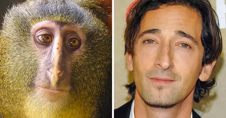 喵界李榮浩太鬧！22張「神撞臉名人的爆笑動物」對比照　一看「豆豆先生VS大眼貓頭鷹」像到分不出