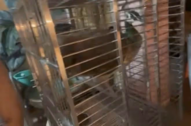 錢小豪兒子公開豪宅內景，滿屋鸚鵡蜥蜴像動物園，還養了一隻孔雀