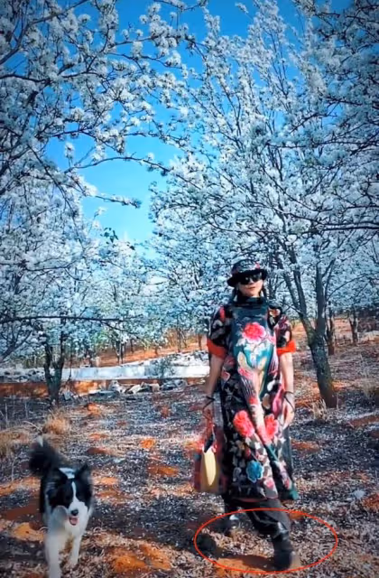 楊麗萍穿增高鞋樹林遛狗,席地而坐不拘小節,桌上百元紅酒太搶眼