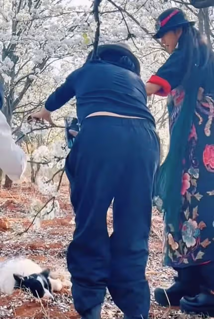 楊麗萍姐妹倆賞花品茶，為拍照扯樹枝搖花瓣雨，妹妹戴鴿子蛋搶鏡
