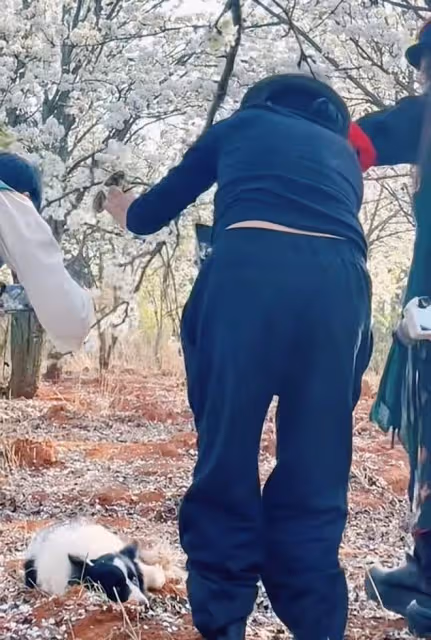 楊麗萍姐妹倆賞花品茶,為拍照扯樹枝搖花瓣雨,妹妹戴鴿子蛋搶鏡