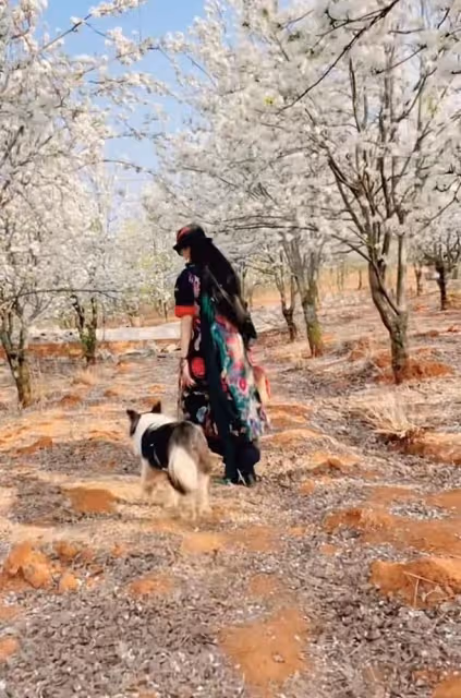 楊麗萍姐妹倆賞花品茶,為拍照扯樹枝搖花瓣雨,妹妹戴鴿子蛋搶鏡