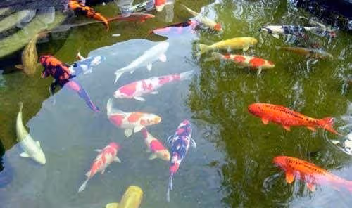 女子28歲仍是單身，湖邊喂魚總遇一男人，他一開口她愣住了