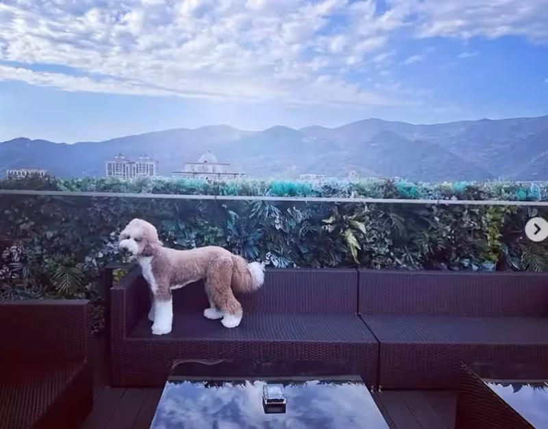 羅志祥曬絕密珍藏玩具:數百雙鞋價值幾百萬,一張地毯價值不菲