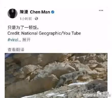 陳漫道歉的背後,不過是為了狗糧