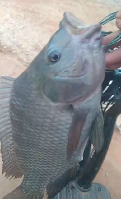 騎電動車買條大魚回家！全紅嬋哥哥活得瀟灑，孝敬父母就得靠他了