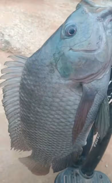 騎電動車買條大魚回家！全紅嬋哥哥活得瀟灑，孝敬父母就得靠他了