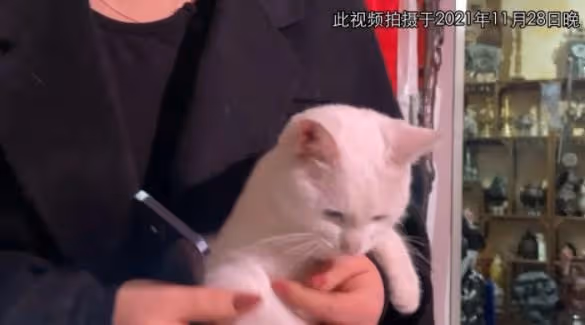 「貓咪事件」現場演員發聲,難道《當家主母》劇組真被冤枉了?