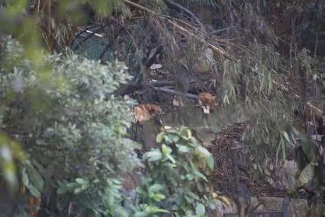 香港69歲大齡藝人被澆油燒傷,因養狗問題被故意放火殺人!