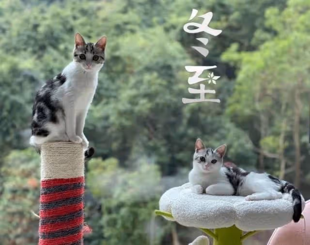 愜意！香港知名女星山中大宅曝光，曾為富商誕下三子獲五億分手費