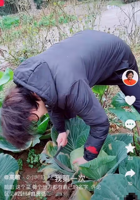 51歲跳水皇后接地氣!打扮樸素親自下田割菜,素顏出鏡似凍齡
