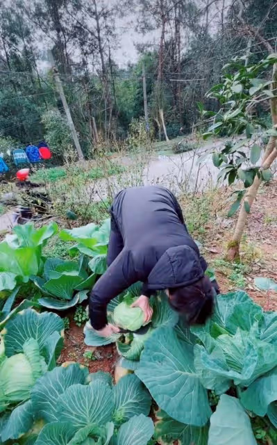 51歲跳水皇后接地氣!打扮樸素親自下田割菜,素顏出鏡似凍齡