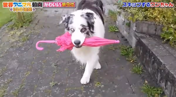 緊急事態宣言解除後,日本動物類電視節目激增