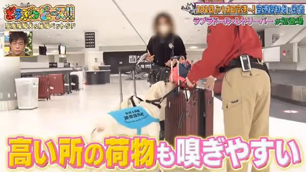 緊急事態宣言解除後,日本動物類電視節目激增