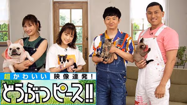 緊急事態宣言解除後,日本動物類電視節目激增